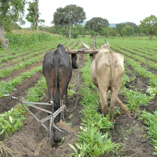 web_Oxen-hooked-up-to-chisel-plow-an-oxen-powered-ripper-March-5