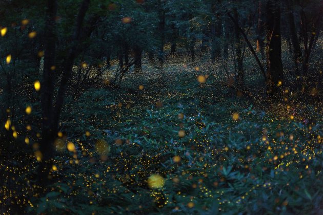 fireflies